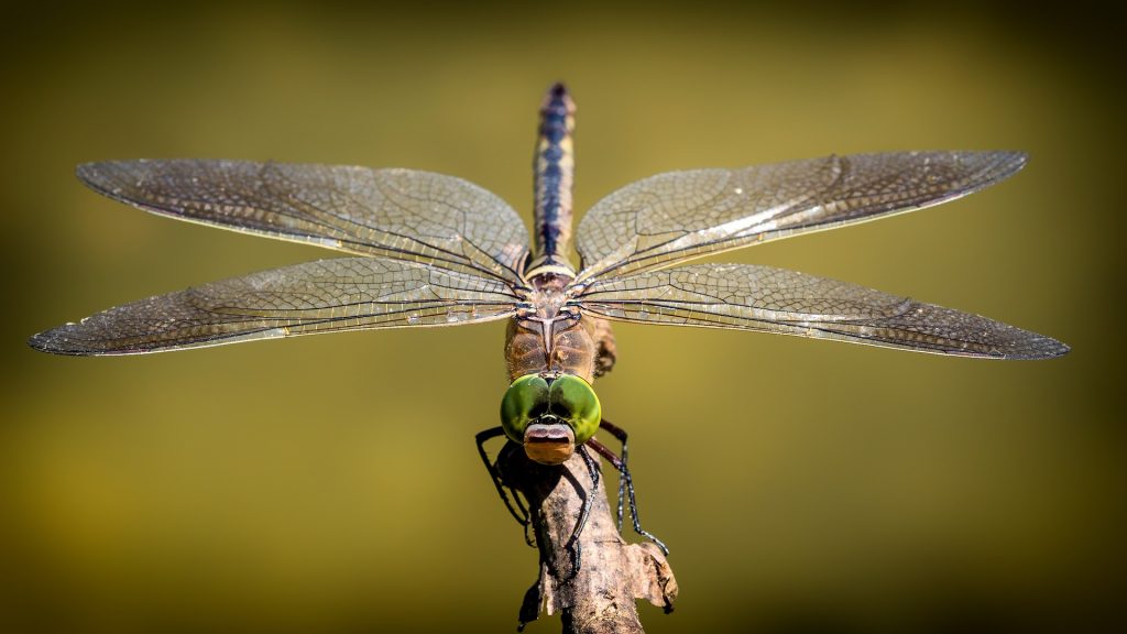 Dragonflies Eat Mosquitoes