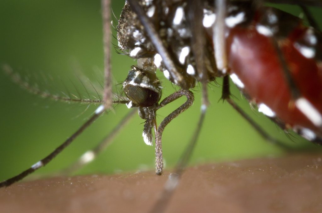 feeding mosquito