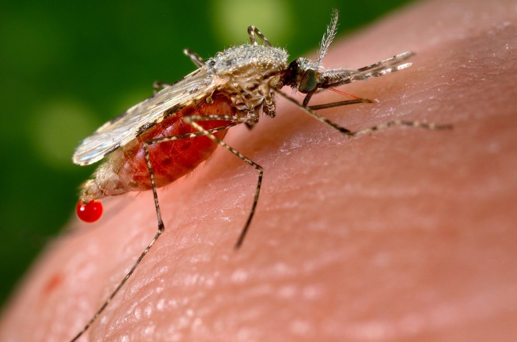 mosquito and human blood